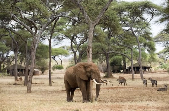 7 Days Tarangire, Lake Manyara, Serengeti and Ngorongoro Crater Tanzania Safari